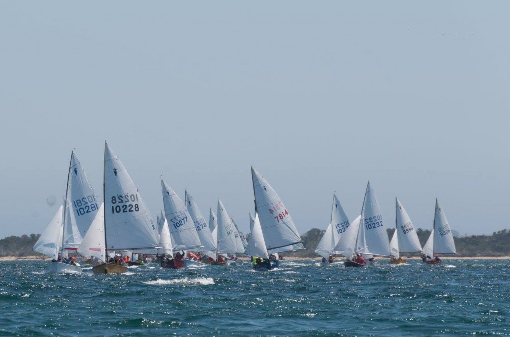Herons racing on Port Hacking